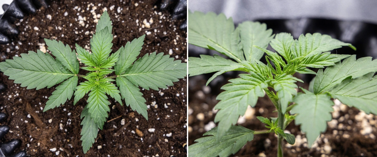 Planta de cannabis Cosmos F1 durante la semana 1 de vegetación, con crecimiento compacto y erguido, espaciado uniforme de las hojas y follaje temprano sano entre los días 5 y 12 de brotación.
