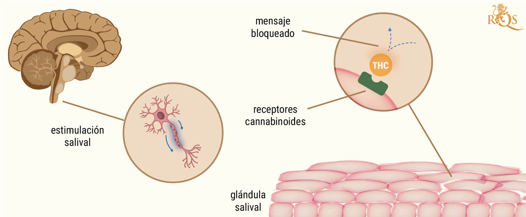 La ciencia tras la boca seca al fumar marihuana