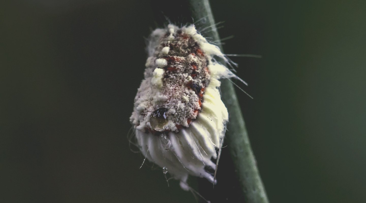 Cochinilla algodonosa