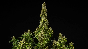 Planta de cannabis Wedding Cake Auto madura sobre fondo negro, mostrando cogollos densos y resinosos, hojas en proceso de decoloración y una cola central alta durante la fase final de floración.