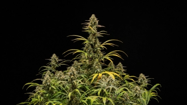 Plantas de cannabis Hyperion F1 maduras sobre fondo negro, mostrando colas altas en floración, cogollos resinosos, hojas en proceso de decoloración y un dosel vigoroso durante la fase final de floración.