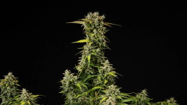 Planta de cannabis Royal Creamatic madura con cogollos densos y resinosos, tricomas escarchados y una cola principal alta sobre fondo negro.