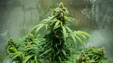Planta de cannabis Royal Dwarf con cogollos compactos listos para cosechar, flores resinosas, pistilos naranjas y follaje verde en un armario de cultivo reflectante.