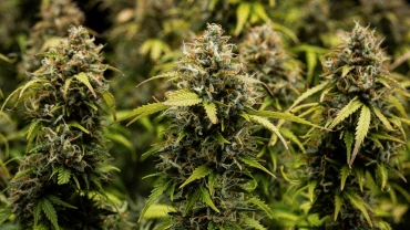 Cogollos de cannabis Granddaddy Purple Auto en primer plano, mostrando colas densas cubiertas de tricomas, pistilos naranjas, flores verdes maduras y resina escarchada antes de la cosecha.