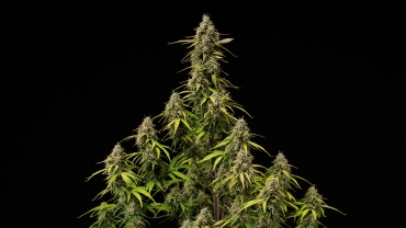 Portada del grow report de Atlas F1: colas de cannabis maduras Colas maduras de Atlas F1 sobre fondo negro, mostrando cogollos resinosos, pistilos naranjas, hojas en proceso de decoloración y floración lista para la cosecha para la portada del grow report.