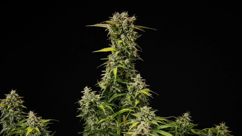 Planta de cannabis Royal Creamatic madura con cogollos densos y resinosos, tricomas escarchados y una cola principal alta sobre fondo negro.