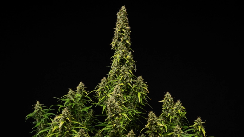 Portada del grow report de Wedding Cake Auto: planta madura en floración Planta de cannabis Wedding Cake Auto madura sobre fondo negro, mostrando cogollos densos y resinosos, hojas en proceso de decoloración y una cola central alta durante la fase final de floración.
