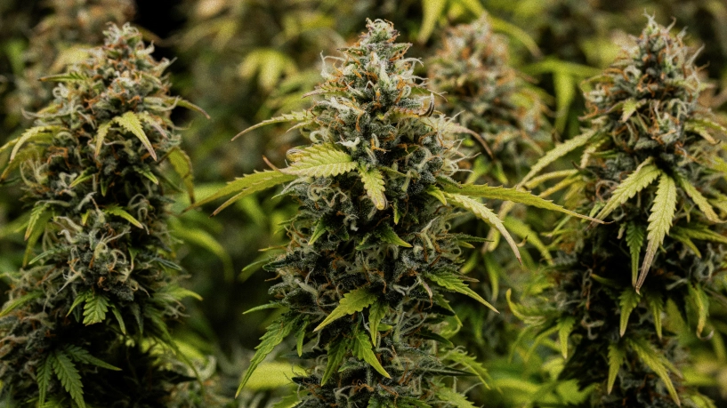 Cogollos de cannabis Granddaddy Purple Auto en primer plano, mostrando colas densas cubiertas de tricomas, pistilos naranjas, flores verdes maduras y resina escarchada antes de la cosecha.