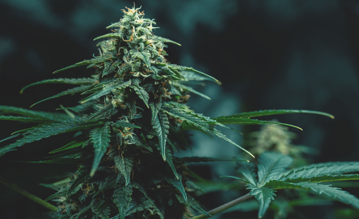 Genética de cannabis Thai: historia y orígenes Genética de cannabis Thai: historia y orígenes