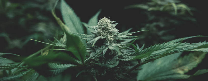 Cultivo de marihuana: conceptos básicos Cultivo de marihuana: conceptos básicos