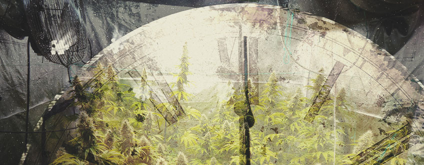 ¿Cuánto tiempo se necesita para cultivar cannabis en interior?