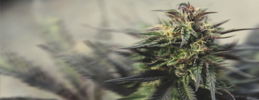 Cómo cultivar variedades de floración rápida aún más rápido Cómo cultivar variedades de floración rápida aún más rápido