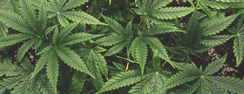 El cultivo de marihuana durante la fase vegetativa