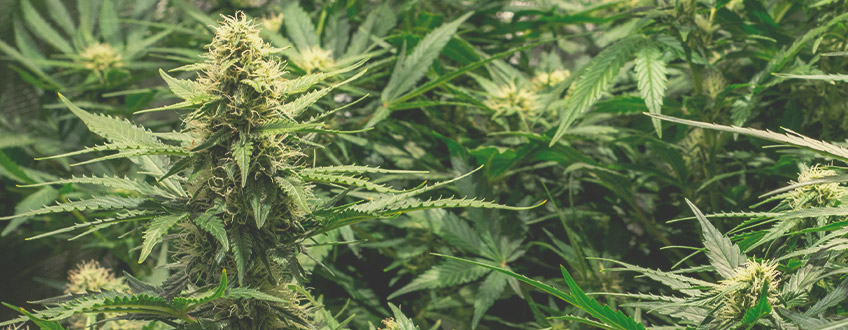 Cómo maximizar tus cosechas de marihuana autofloreciente