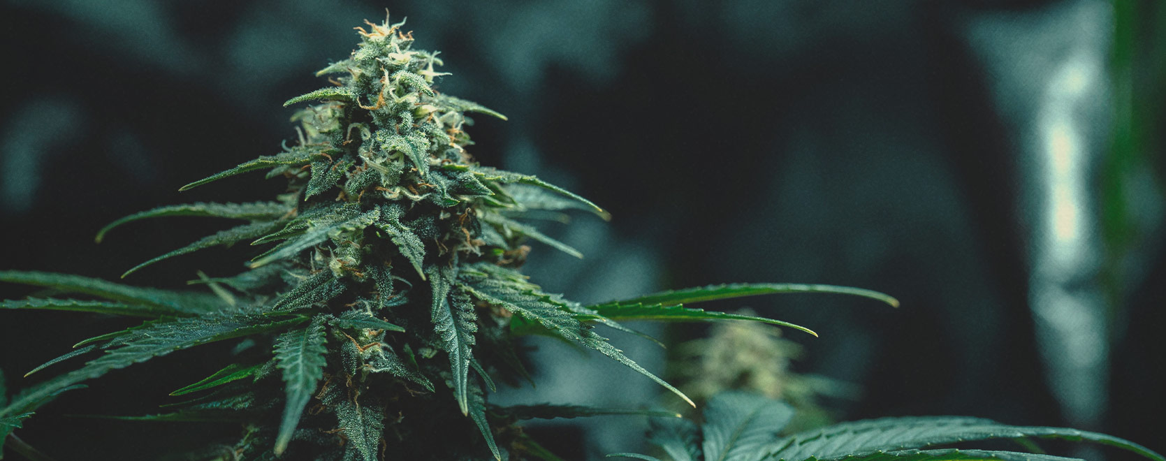 Genética de cannabis Thai: historia y orígenes Genética de cannabis Thai: historia y orígenes