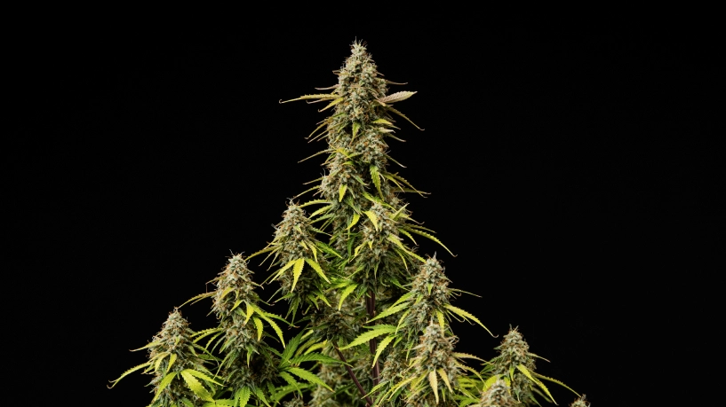 Portada del grow report de Atlas F1: colas de cannabis maduras Colas maduras de Atlas F1 sobre fondo negro, mostrando cogollos resinosos, pistilos naranjas, hojas en proceso de decoloración y floración lista para la cosecha para la portada del grow report.