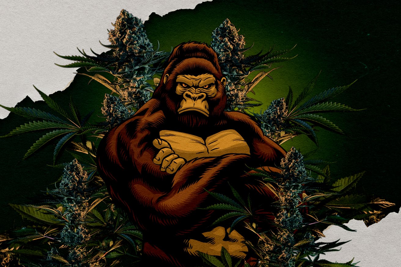 Variedades Gorilla RQS: ¿Cuál Es la Más Potente? Ilustración de un gorila rodeado de cogollos de cannabis, representando variedades Gorilla RQS, preguntando cuál es la más potente.