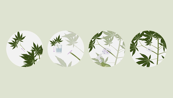 Aprende cómo injertar plantas de cannabis con nuestra guía paso a paso. Descubre el equipo necesario, cómo elegir el mejor portainjerto y vástago, y sigue nuestro tutorial de injerto.