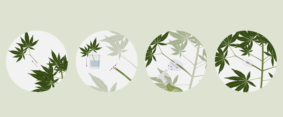 Aprende cómo injertar plantas de cannabis con nuestra guía paso a paso. Descubre el equipo necesario, cómo elegir el mejor portainjerto y vástago, y sigue nuestro tutorial de injerto.