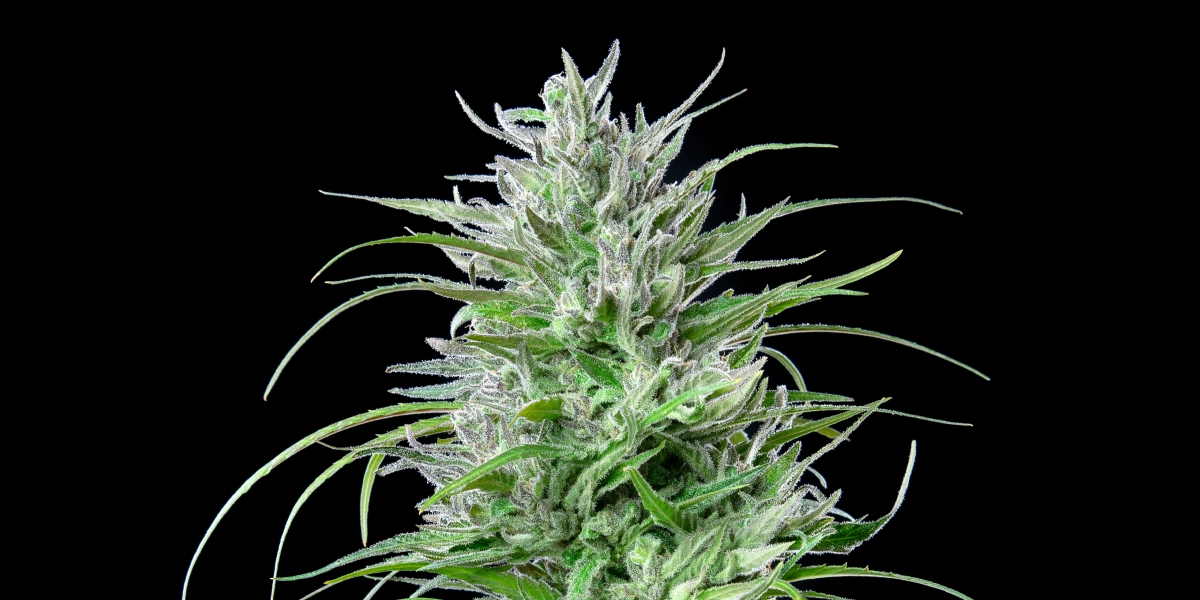 Cogollo de cannabis Critical Kush con flores escarchadas y resinosas, hojas de color verde intenso, pistilos blancos y crecimiento de floración compacto sobre un fondo oscuro.
