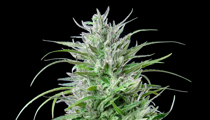 Cogollo de cannabis Critical Kush con flores escarchadas y resinosas, hojas de color verde intenso, pistilos blancos y crecimiento de floración compacto sobre un fondo oscuro.