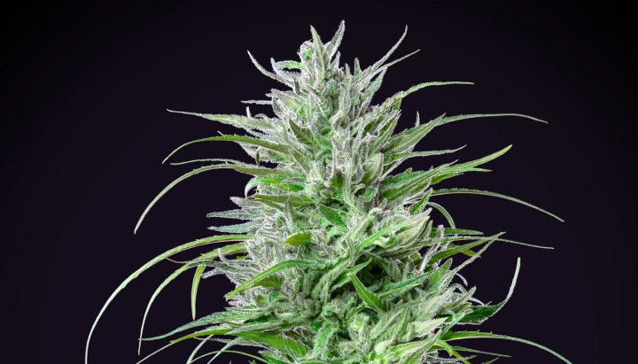 Critical Kush: índica compacta con gran rendimiento Planta de cannabis Critical Kush con una cola densa y escarchada, hojas de color verde intenso, pistilos blancos y crecimiento de floración compacto sobre un fondo oscuro.