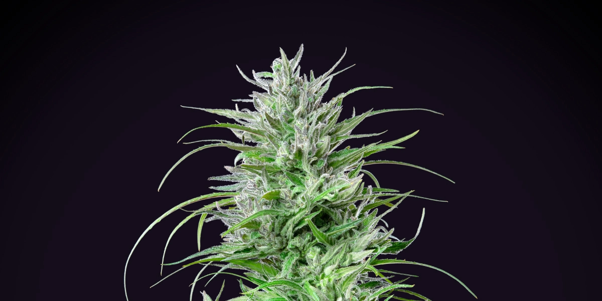 Critical Kush: índica compacta con gran rendimiento Planta de cannabis Critical Kush con una cola densa y escarchada, hojas de color verde intenso, pistilos blancos y crecimiento de floración compacto sobre un fondo oscuro.