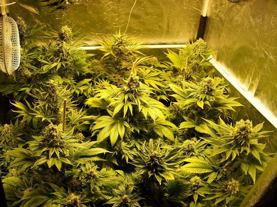 control de la energía cultivo de cannabis interior