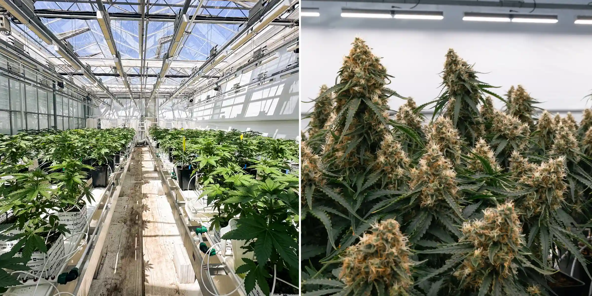 Filas de plantas de cannabis fotoperiódicas híbridas F1 creciendo dentro del invernadero de Cultivation for Compounds, mostrando bloques de lana de roca, líneas de riego, bancos de ensayo y un entorno de investigación de breeding controlado.