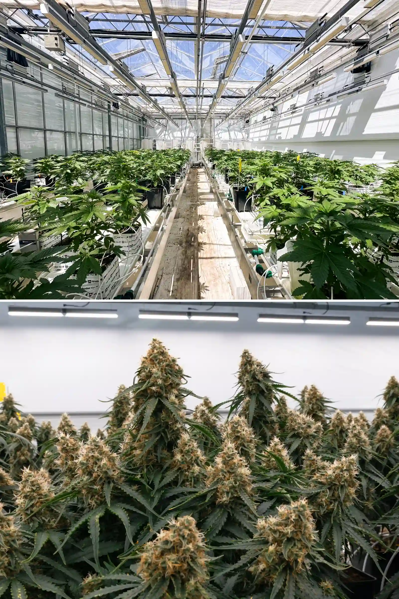 Filas de plantas de cannabis fotoperiódicas híbridas F1 creciendo dentro del invernadero de Cultivation for Compounds, mostrando bloques de lana de roca, líneas de riego, bancos de ensayo y un entorno de investigación de breeding controlado.