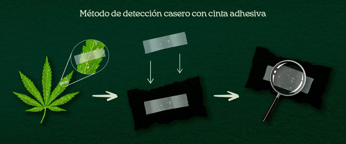 Método de detección casero con cinta adhesiva Una ilustración del proceso de levantamiento con cinta adhesiva DIY en hojas de cannabis para confirmar plagas o moho.