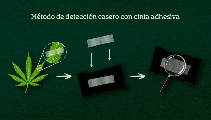Método de detección casero con cinta adhesiva Una ilustración del proceso de levantamiento con cinta adhesiva DIY en hojas de cannabis para confirmar plagas o moho.