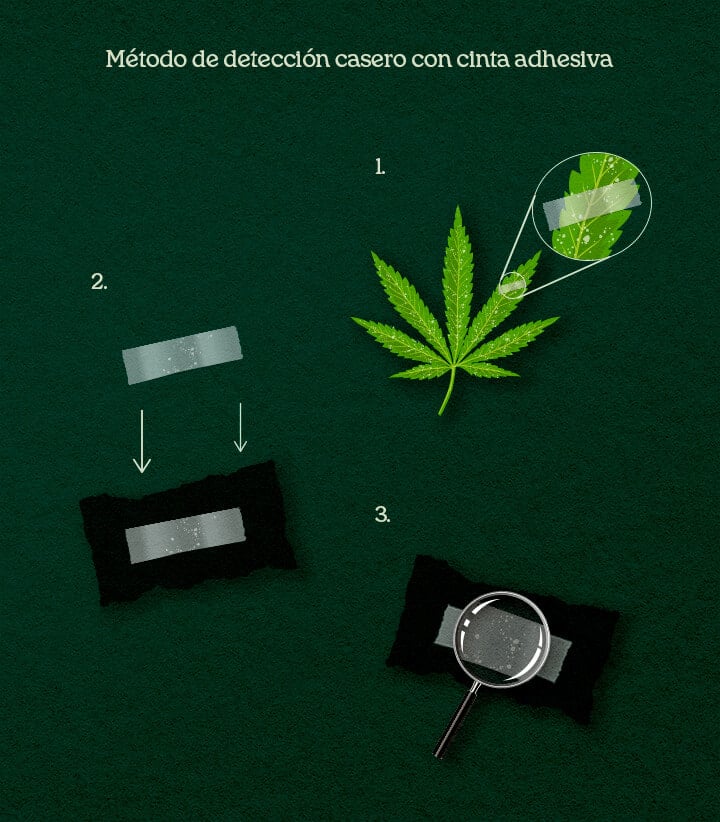 Método de detección casero con cinta adhesiva Una ilustración del proceso de levantamiento con cinta adhesiva DIY en hojas de cannabis para confirmar plagas o moho.