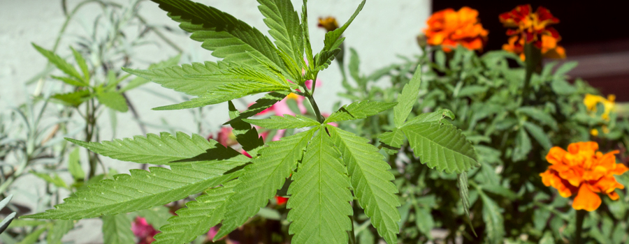 Legalizacion cannabis regulation Alemania donmstic grow