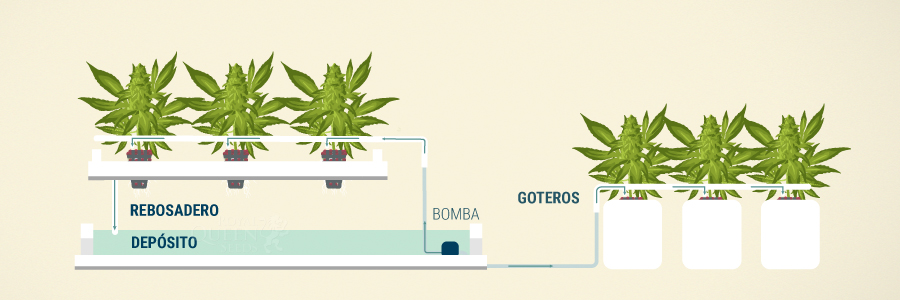 Sistema de Goteo en Cultivos de Cannabis Sistema de Goteo en Cultivos de Cannabis