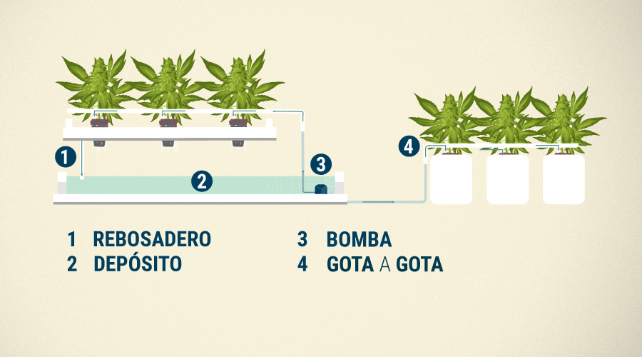 Sistema de Goteo en Cultivos de Cannabis Sistema de Goteo en Cultivos de Cannabis