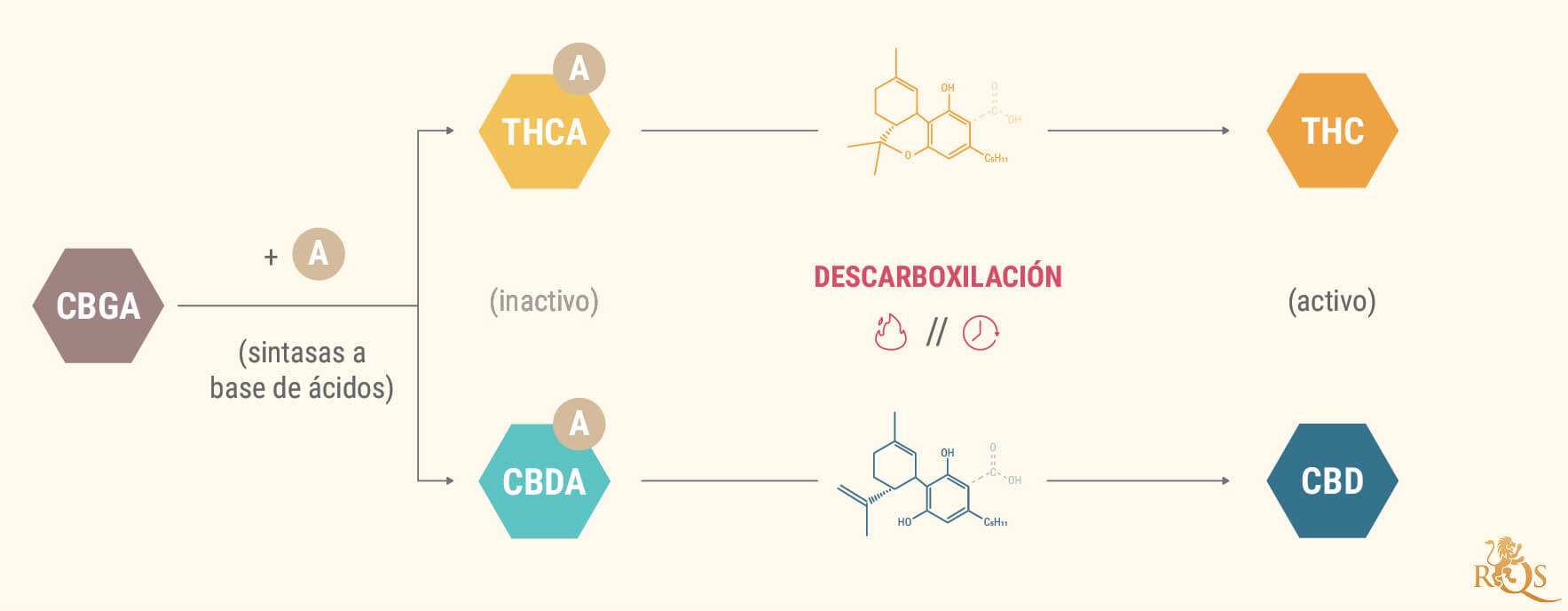 ¿Qué son los ácidos canabinoides?