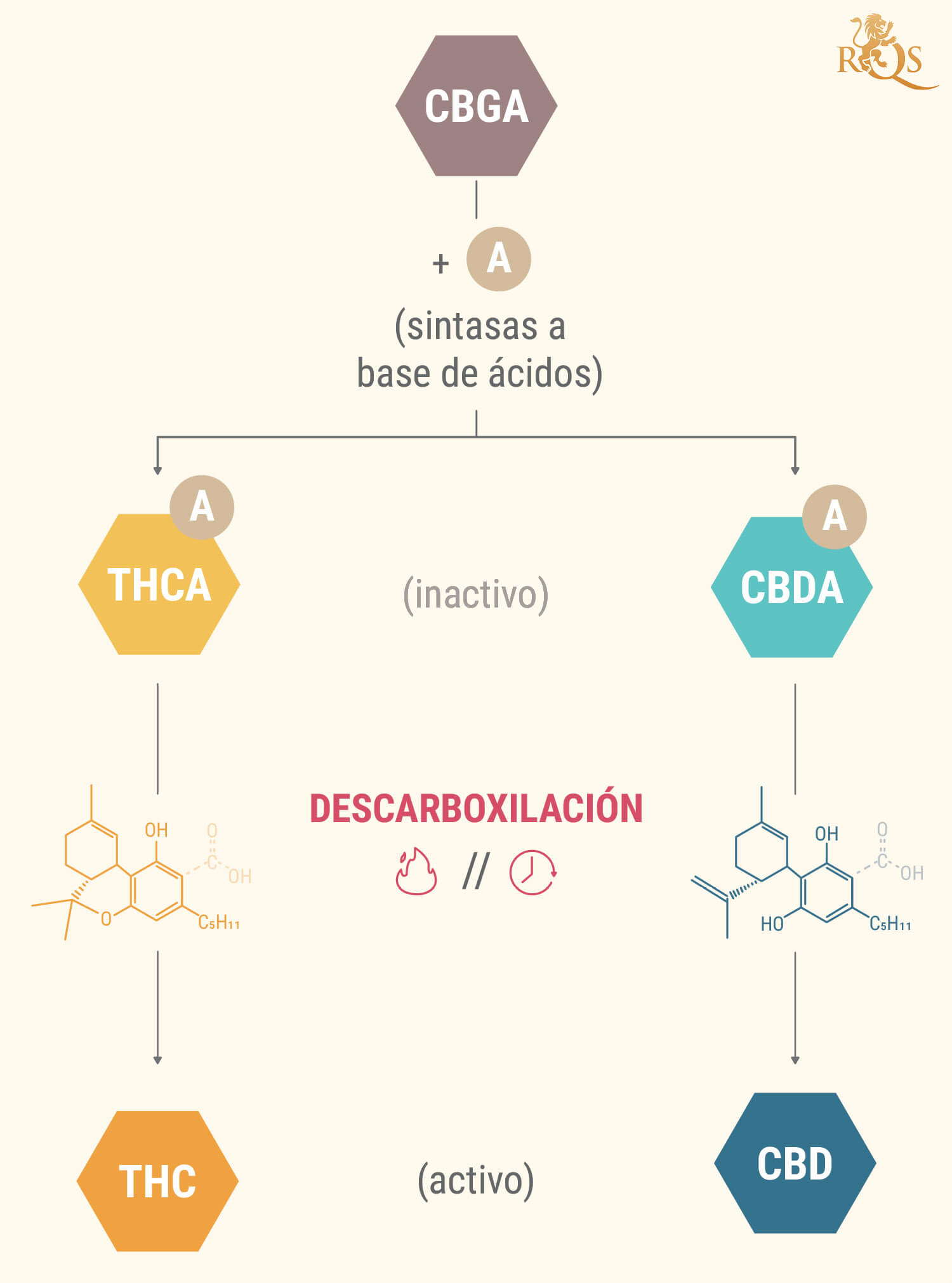 ¿Qué son los ácidos canabinoides?