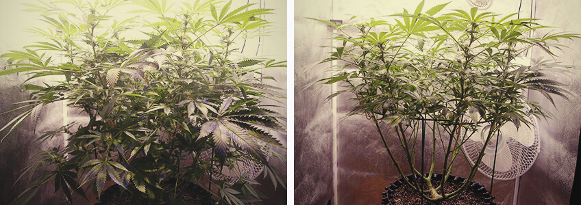 Defoliación de plantas de cannabis en la fase de floración