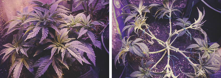 Defoliación de la planta de cannabis en la fase vegetativa