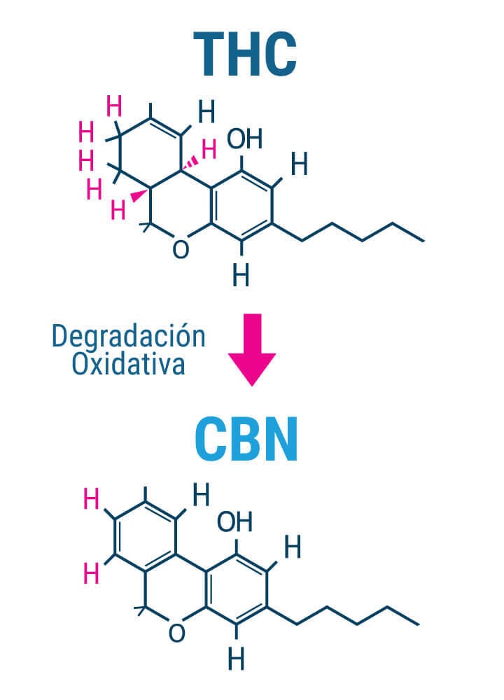 ¿Son reales los efectos sedantes del CBN?