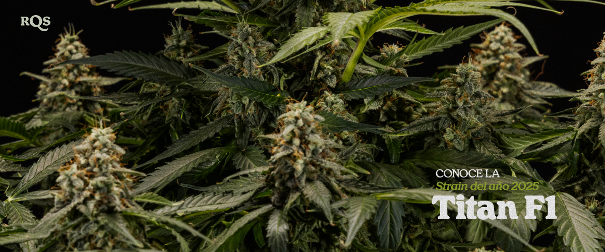 Titan F1 – Strain of the Year 2025 | Híbrido de cannabis de alto rendimiento de RQS Planta de cannabis Titan F1 con cogollos densos cubiertos de resina, variedad híbrida premiada Strain of the Year 2025 por RQS