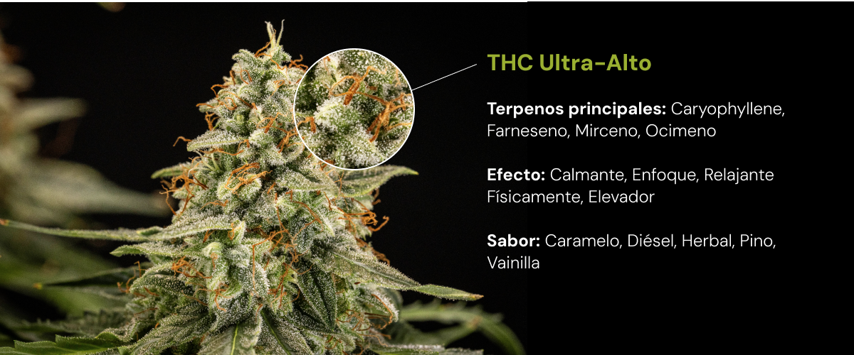 Variedad de cannabis con THC ultra alto | Terpenos, efectos y sabor Descubre una variedad de cannabis con THC ultra alto y terpenos principales como cariofileno, farneseno, mirceno y ocimeno, con efectos relajantes y estimulantes.