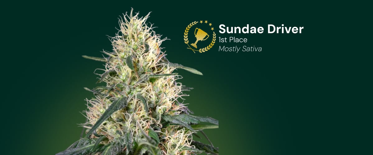 Sundae Driver | 1er puesto (Mayormente sativa) Flor de cannabis Sundae Driver, ganadora del 1er puesto, mayormente sativa