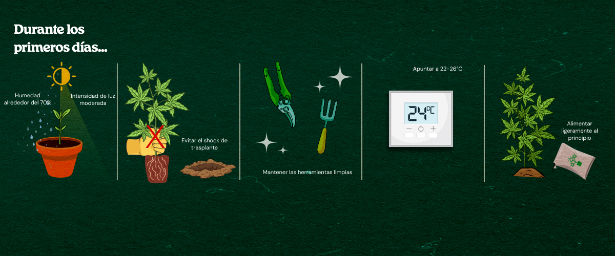 Guía ilustrada para el cuidado de clones de cannabis: humedad alta alrededor del 70%, luz moderada, herramientas limpias, temperatura óptima 22-26°C, evitar shock de trasplante y alimentación ligera inicial para un enraizamiento saludable.