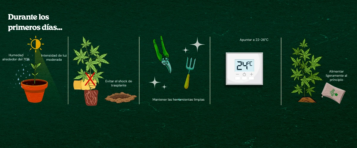 Guía ilustrada para el cuidado de clones de cannabis: humedad alta alrededor del 70%, luz moderada, herramientas limpias, temperatura óptima 22-26°C, evitar shock de trasplante y alimentación ligera inicial para un enraizamiento saludable.