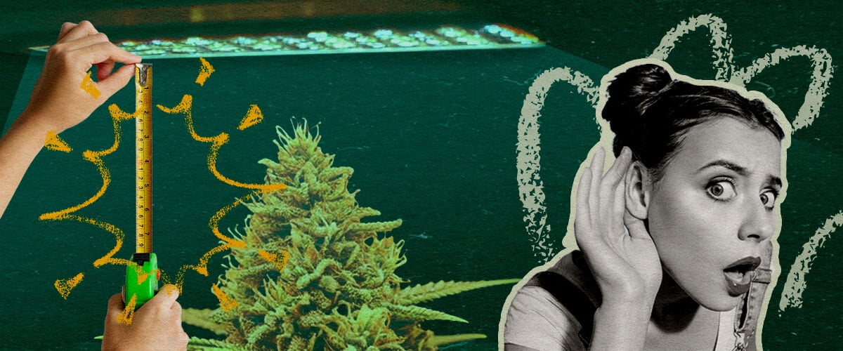 Planta de cannabis con luz LED de cultivo y cinta métrica, mostrando la distancia óptima de la luz por etapa de crecimiento en un fondo verde oscuro, ideal para guías de cultivo de cannabis.