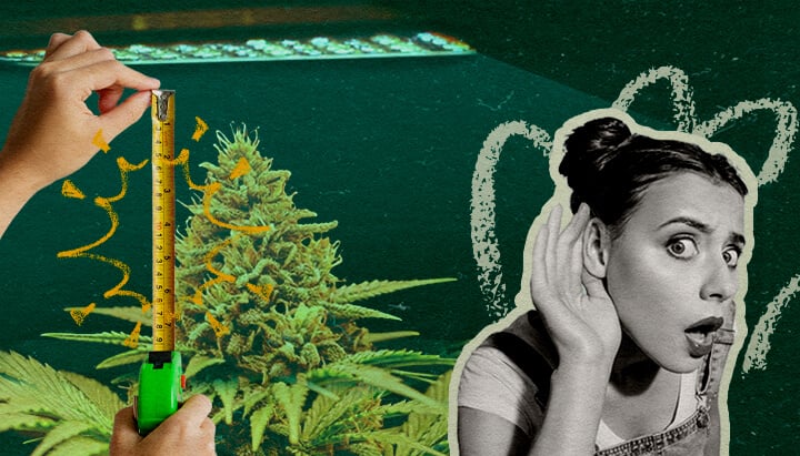 Planta de cannabis con luz LED de cultivo y cinta métrica, mostrando la distancia óptima de la luz por etapa de crecimiento en un fondo verde oscuro, ideal para guías de cultivo de cannabis.