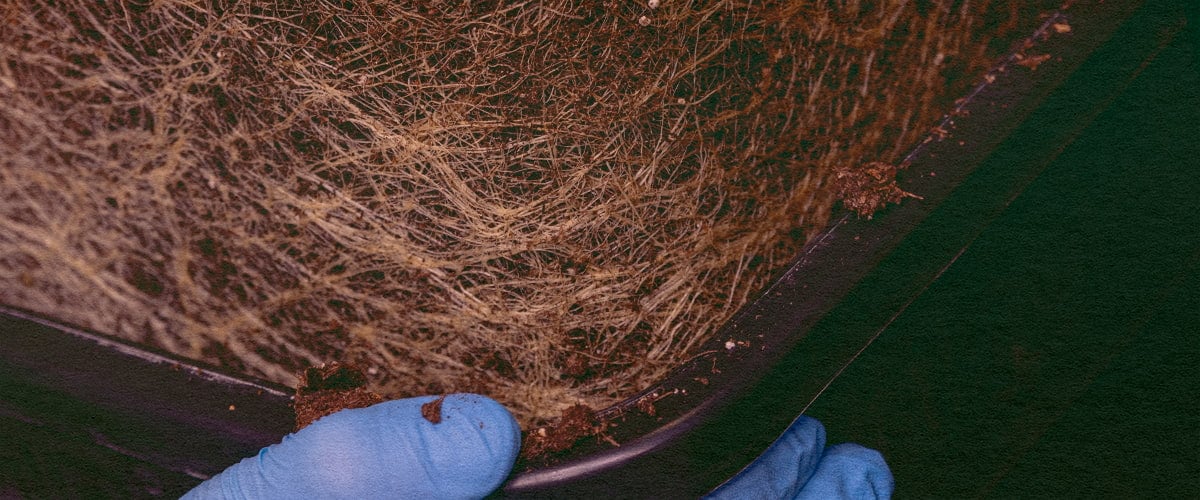 Contienen Cannabinoides las Raíces de Cannabis: Imagen Planta Desarraigada Planta de cannabis desarraigada, mostrando las raíces para explorar el contenido de cannabinoides y terpenos en un fondo verde oscuro, ideal para guías de química del cannabis.