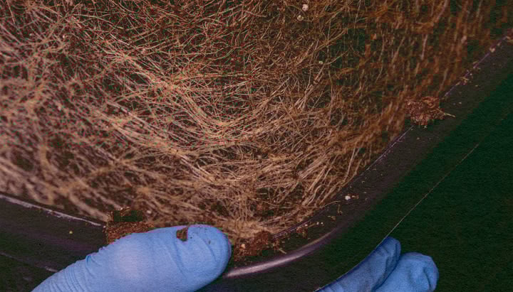 Contienen Cannabinoides las Raíces de Cannabis: Imagen Planta Desarraigada Planta de cannabis desarraigada, mostrando las raíces para explorar el contenido de cannabinoides y terpenos en un fondo verde oscuro, ideal para guías de química del cannabis.